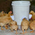 (🎁Christmas Hot Sale-30% OFF)DIY Chicken Feeder