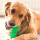Dog Brushing Stick: The Revolutionary Way to Clean Your Dog¡¯s Teeth (Vet Recommended)